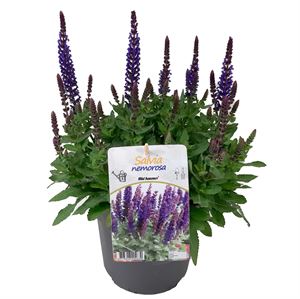 Afbeelding van VP Salvia Nemerosa P19 compact dark blue